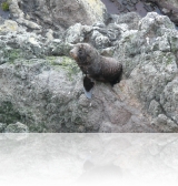 Fur Seal-Baby